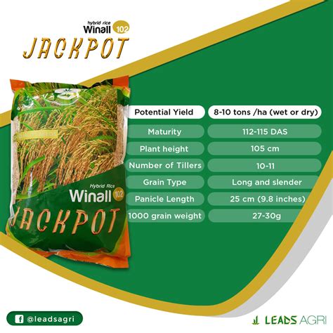 jackpot rice variety|Rice Varieties .